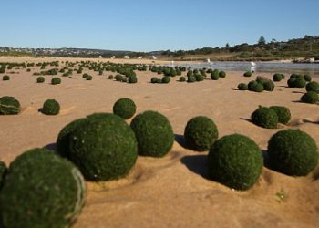 misteriose-“sfere-verdi”-assalgono-le-spiagge-di-sydney:-di-che-si-tratta?
