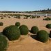 misteriose-“sfere-verdi”-assalgono-le-spiagge-di-sydney:-di-che-si-tratta?