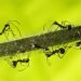 lotta-al-riscaldamento-globale?-le-formiche-potrebbero-salvare-il-pianeta