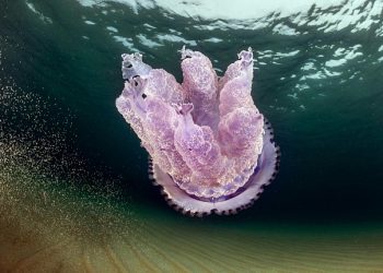 meduse-giganti-sulla-costa-est-della-sardegna:-foto-impressionanti