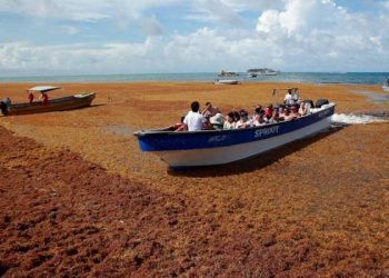 caraibi,-massiccia-invasione-di-alghe-mette-in-fuga-i-turisti:-video