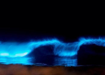 onde-bioluminescenti-illuminano-il-mare:-foto-spettacolo-da-sydney