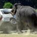 elefanti-inferociti-demoliscono-un-villaggio-indiano:-2-vittime-e-numerosi-feriti