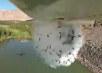 “cascata”-di-pesci-dal-cielo:-il-video-spettacolare