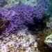 coralli-perdono-colore-alle-hawaii:-immagini-shock