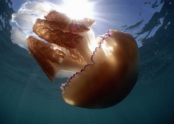 invasione-di-meduse-gigantesche-in-inghilterra:-immagini-impressionanti