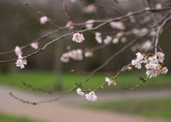europa-senza-inverno,-alberi-in-fiore-come-accade-in-piena-primavera