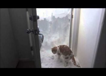 gatto-contro-muro-di-neve:-chi-la-spuntera?