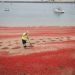 spiagge-trasformate-in-un-tappeto-rosso:-invasione-di-crostacei-per-el-nino