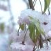 neve-ricopre-tokyo,-evento-raro-per-aprile