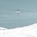 alla-deriva-su-un-piccolo-iceberg:-momenti-di-terrore-sul-lago-michigan
