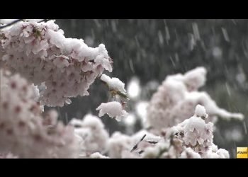 giappone:-la-neve-sullo-show-dei-ciliegi-in-fiore