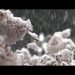 giappone:-la-neve-sullo-show-dei-ciliegi-in-fiore