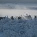 siberia:-il-grande-gelo-“fuori-tempo-massimo”