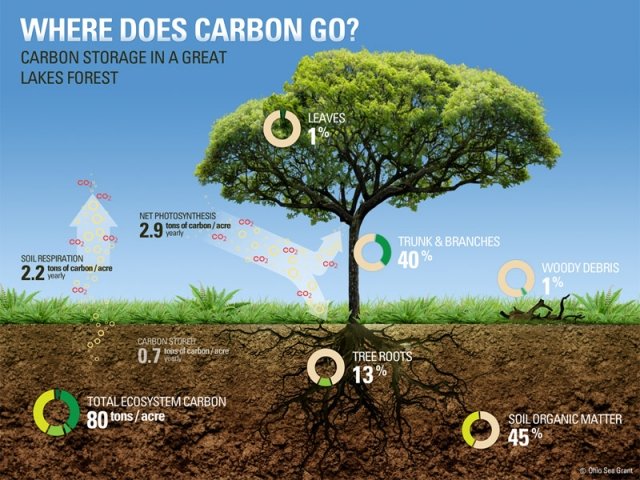 ecco-come-i-suoli-potrebbero-contrastare-i-cambiamenti-climatici