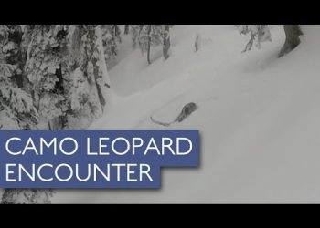 sciatori-australiani-s’imbattono-in-un-leopardo-delle-nevi:-e-accaduto-in-india