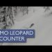sciatori-australiani-s’imbattono-in-un-leopardo-delle-nevi:-e-accaduto-in-india