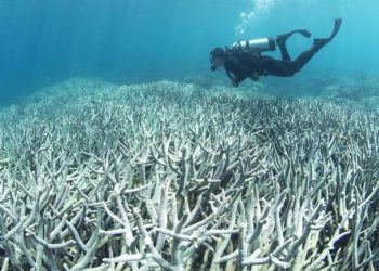 allarme-grande-barriera-corallina:-sbiancamento-da-record