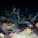la-vita-marina-sotto-il-ghiaccio-dell’oceano-antartico:-immagini-da-brivido