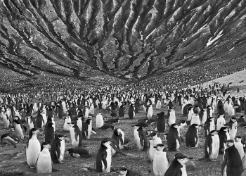 eruzione-violenta-mette-a-rischio-una-delle-piu-numerose-colonie-di-pinguini