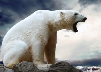 allarme-orsi-polari:-diventano-facile-preda-a-causa-del-ritiro-dei-ghiacci