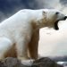 allarme-orsi-polari:-diventano-facile-preda-a-causa-del-ritiro-dei-ghiacci