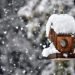 meteo-alpi:-ulteriori-nevicate-in-arrivo,-a-quote-anche-piuttosto-basse