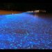 il-mare-si-tinge-di-“blu-elettrico”:-lo-spettacolare-fenomeno-delle-bioluminescenze