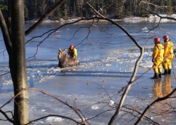 alce-intrappolata-nel-ghiaccio,-salvata-dai-vigili-del-fuoco-canadesi:-video-emozionante