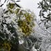 neve-possibile-fino-in-pianura-nelle-prossime-ore,-ultime-novita-meteo