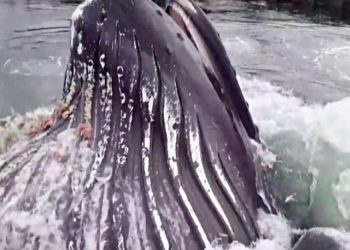 enorme-cetaceo-spunta-d’improvviso-dall’acqua-sul-molo:-che-paura-in-alaska