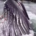 enorme-cetaceo-spunta-d’improvviso-dall’acqua-sul-molo:-che-paura-in-alaska