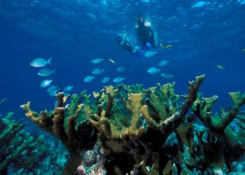 grande-barriera-corallina-devastata-dal-caldo-globale-record