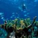 grande-barriera-corallina-devastata-dal-caldo-globale-record