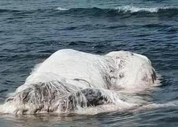 mostro-marino-trovato-spiaggiato-nelle-filippine,-meta-orso-e-meta-balena