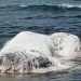 mostro-marino-trovato-spiaggiato-nelle-filippine,-meta-orso-e-meta-balena