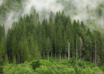 foreste-del-pianeta-a-rischio,-potrebbero-ridursi-causa-siccita