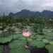 super-spettacolo-in-thailandia:-torna-a-fiorire-il-lago-dei-fiori-di-loto