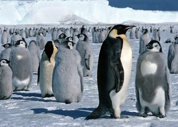 strage-di-pinguini-in-antartide-per-meteo:-due-soli-pulcini-sopravvissuti