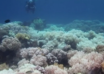 la-grande-barriera-corallina-sta-morendo:-scende-in-campo-il-governo-australiano
