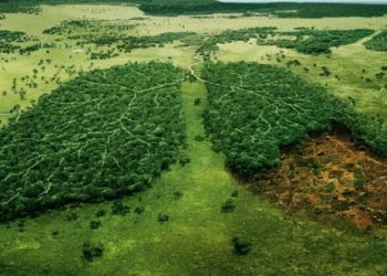 le-foreste-tropicali-rilasciano-piu-carbonio-di-quanto-riescano-ad-assorbirne