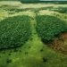 le-foreste-tropicali-rilasciano-piu-carbonio-di-quanto-riescano-ad-assorbirne