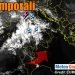diretta-meteo:-temporali,-nubifragi-e-grandine-al-nord-italia