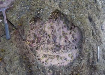scozia,-enormi-impronte-di-dinosauro-scovate-sull’isola-di-skye