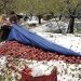 disastro-per-le-nevicate-in-kashmir-distrutto-il-raccolto-delle-mele