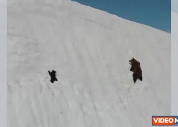 video-peripezie-di-una-coppia-di-orsi-nella-neve