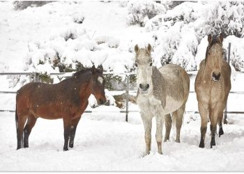 eccezionali-nevicate-nella-valle-delle-antilopi-in-california:-e-la-prima-volta