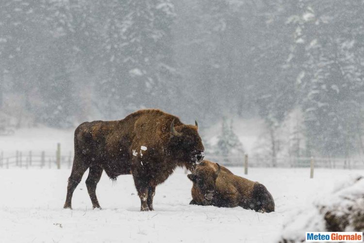 tormenta-di-neve-eccezionale-a-boulder,-colorado:-battuto-un-record-storico