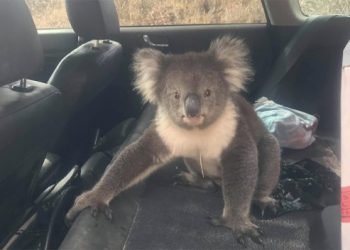 koala-dentro-l’auto,-lo-strano-incontro-di-un-australiano:-video