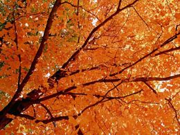 novembre:-tempo-d’autunno